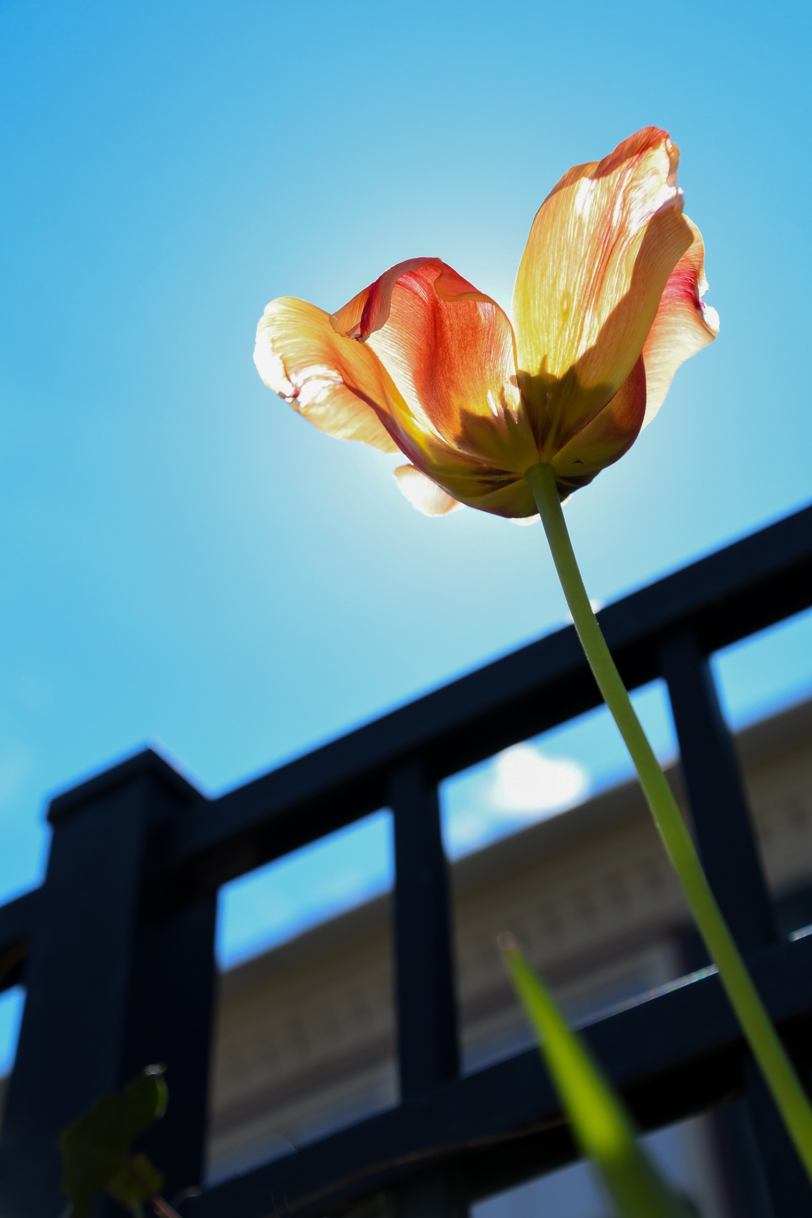digital photo of a tulip shining in the sun